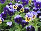 pansies